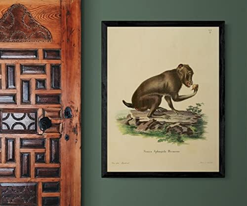 Chacma Cape Babun Primate Monkey Vintage Wildlife učionica ured dekor Zoologija Antique Illustration Fine