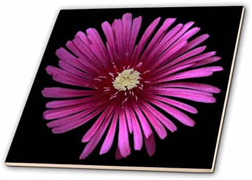 3drose makro fotografija ružičastog cvijeta biljke leda na crnoj pozadini. - Pločice.