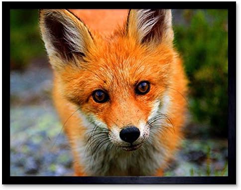 Wee Blue Coo Baby Fox Portret Šumska Životinja Divlje Životinje Neuramljena Zidna Umjetnost Print
