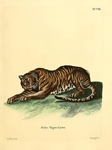 Tiger Big Cat Vintage Wall Art WildLife Rasadnici Učionica Zoologija Životivna ilustracija