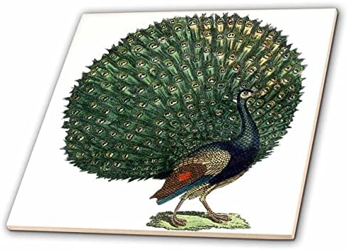 3dRose Anne Marie Baugh-ilustracije-Vintage paun ptica ilustracija-pločice