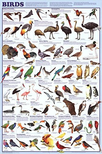 Ptice obrazovna naučna karta Poster 24 x 36