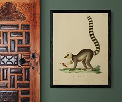Prsten repom Lemur Primate Monkey Vintage Wildlife Classroom Office Decor zoologija Starična ilustracija