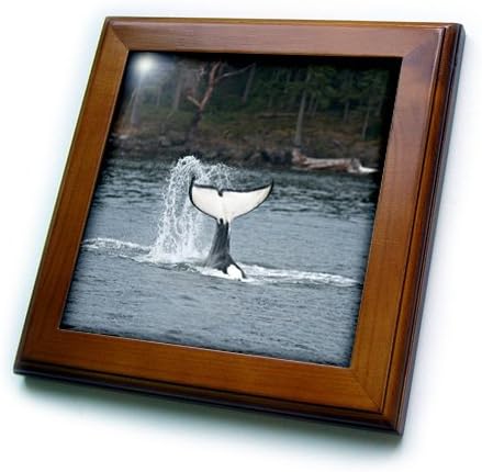 3dRose ft_189233_1 Kanada, Ostrvo Vankuver, kit ubica u Sidneju šamara rep uokvirenom pločicom, 8