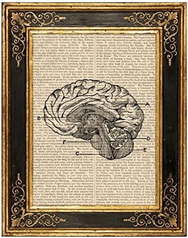 Dreamery Studio, umjetnički otisak medicinske ilustracije ljudskog mozga na Recikliranoj stranici antičke knjige, 8x10. 5