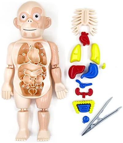 CSYANXING 1 Set anatomija ljudskog tijela model organa za učenje sastavljene Igračke 3D Puzzle Model