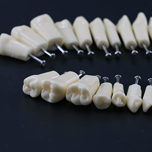 Zubni Typodont Model zuba Simulacija Cheek Kilgore Nissin 200 Vrsta Izmjenjivi zubi 32pcs zubi