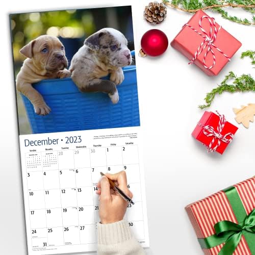 Crveni ember pit bull štenad 2023 Smatrani mjesečni zidni kalendar | 12 x 24 otvoren | Gust i čvrst papir | Podijnji | Slatka psa štene | Razigrani pitije