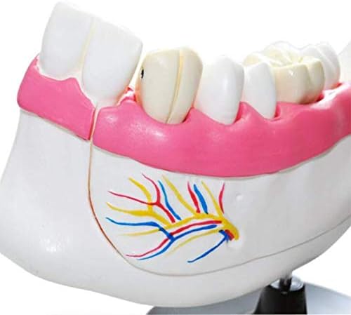 RRGJ nastavni model, zubne zube model-zubne dentatstvo i molarni anatomijski model, demonstracijski model zuba za obrazovanje o pacijentu, medicinski školski studentski trening anatomija biologija