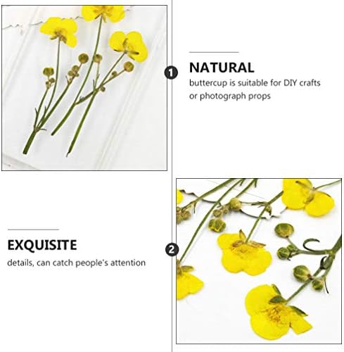 Garnack 16pcs sušeni cvijet žuti buttercup DIY CloAft Materia Clowers Cloters Listovi Postrojenje stvarno