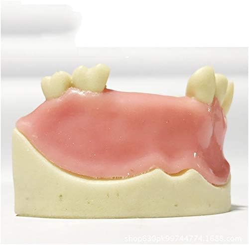 LEMITA TUCE Model - Maxillary Nedostaje model zuba - Studijski model za studiju zuba - simulacijski