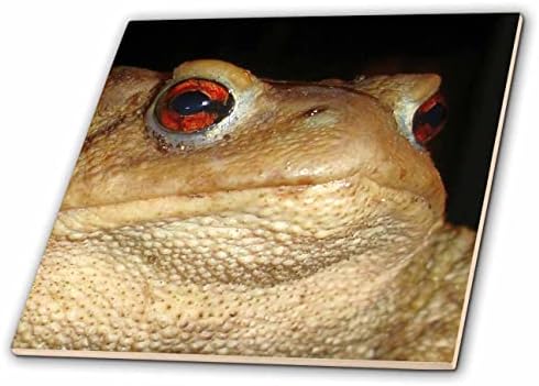 3drose makro Photo portret zajedničke žabe-pločice