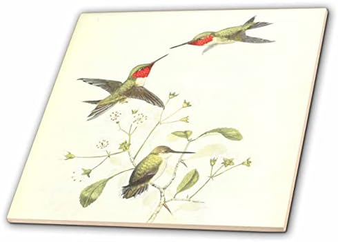 3drose Vintage Ruby Throated Hummingbird Birds Art Print for bird Lovers - Tiles