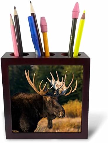 3drose Danita Delimont - Moose - Shiras Bull portret losa-držači olovki za pločice